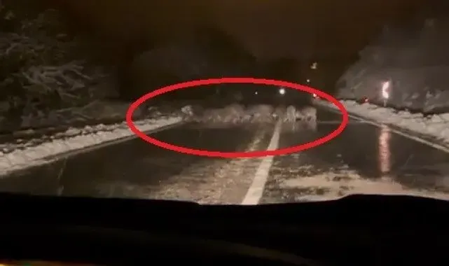 Yiyecek bulamayan domuz sürüsü yola indi