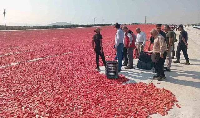 Saruhanlı'da 1.500 ton kuru domates ihraç ediliyor