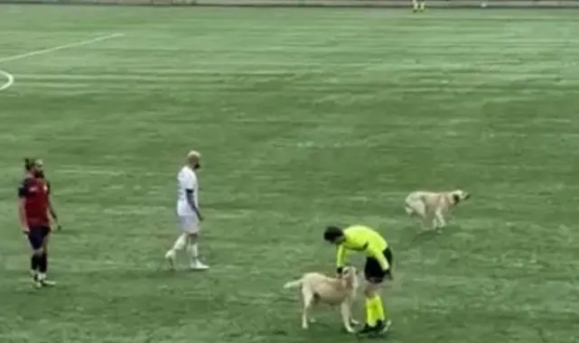 Ardahan'da sahaya köpekler girince hakem maçı durdurdu