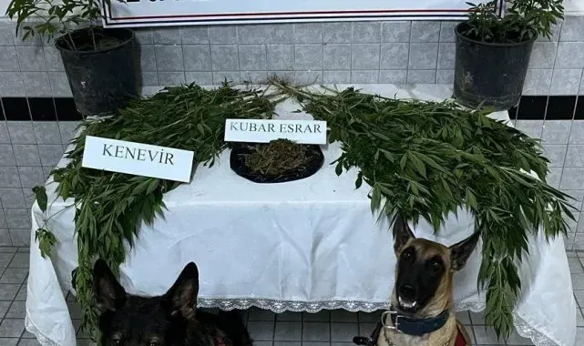 Buharkent'te uyuşturucu operasyonu: 1 gözaltı