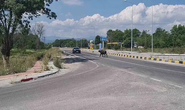 Çaycuma-Perşembe yolunda mandalar sürücülere zor anlar yaşattı