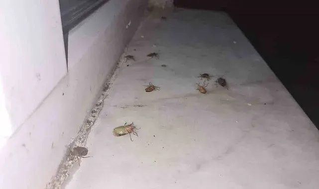 Çaycuma'da kahverengi kokarca alarmı