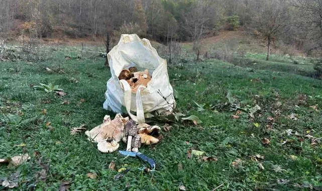 Bilecik'te vatandaşlar çuval çuval kanlıca mantarı topladı