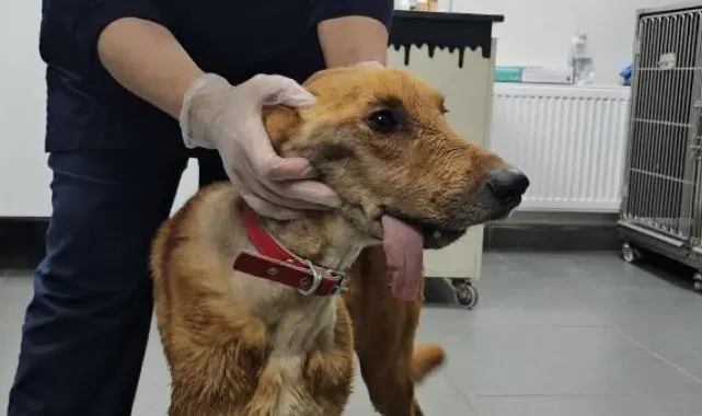 Çenesi alınan 'Mucize', kendi kendine besleniyor