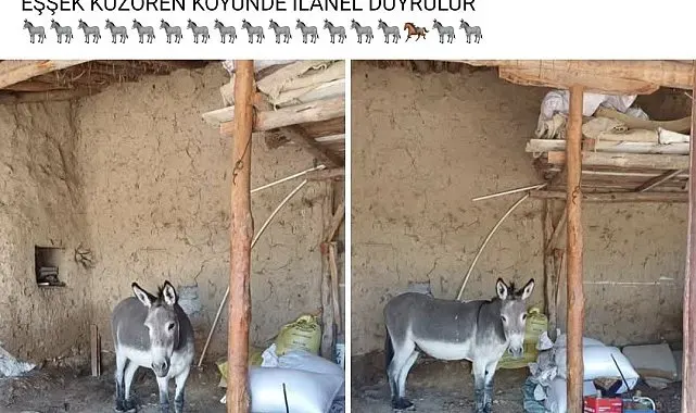 Kırsal mahalledeki başıboş eşek merak konusu