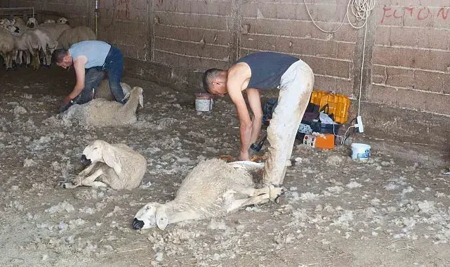 Kırkımcıların yaz sezonunda gelirleri genel müdür maaşını aratmıyor