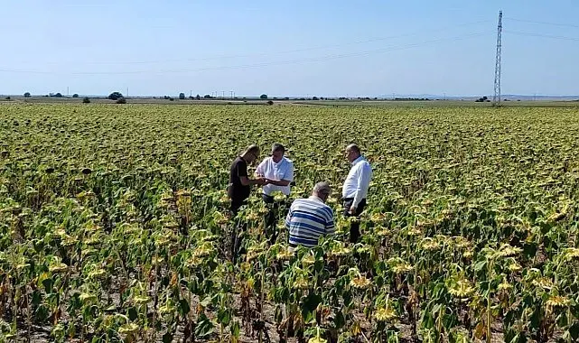 Kırklareli'nde yerli ve milli ayçiçeği tohumu ile anıza doğrudan ekim yöntemi denendi