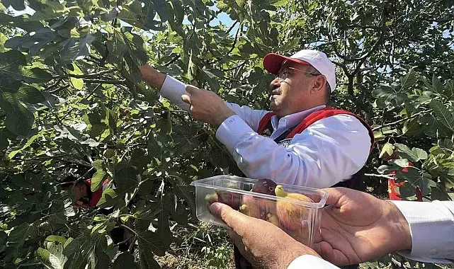 Coğrafi işaretli Havran siyah incirinde hasat başladı