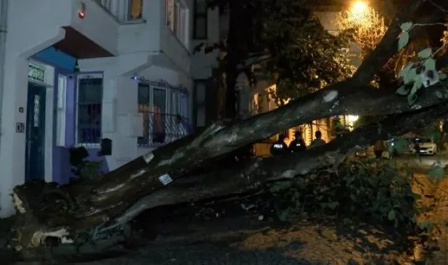 Üsküdar'da evin bahçe duvarına ağaç devrildi