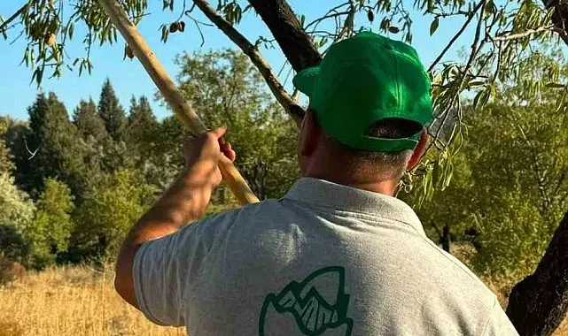 Datça'da badem hasadı başladı