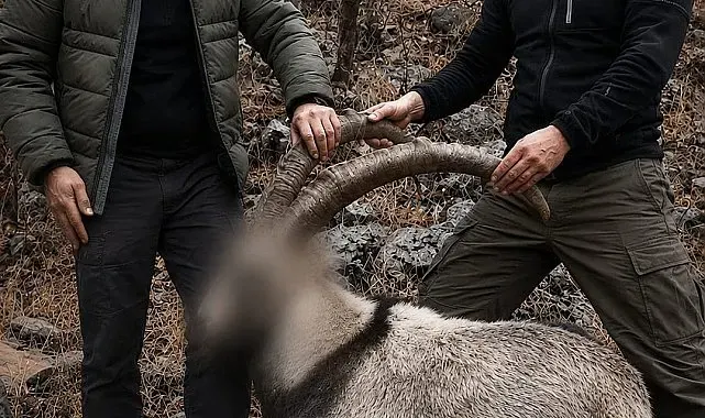 5 yaban keçisini yasa dışı avlayan şahıslara idari para cezası uygulandı