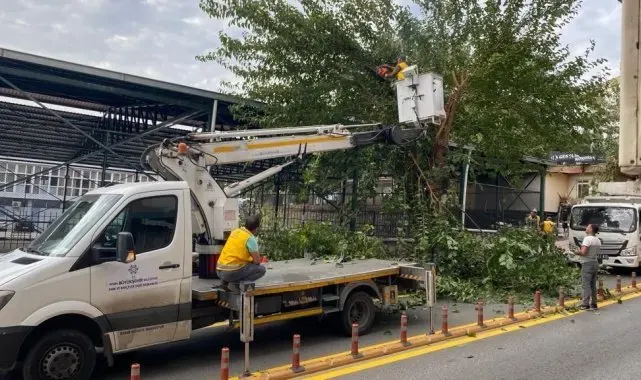 Aydın'da ağaçlar budanıyor