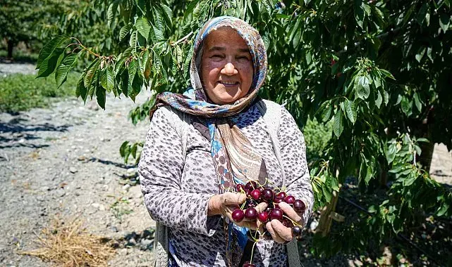 Ankara'da geçen yıl don vuran kiraz bahçelerinde bu yıl 80 tonluk rekolte bekleniyor