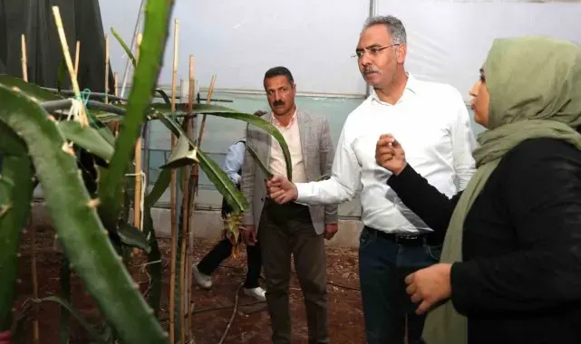 Şanlıurfa'da ejder meyvesi yetiştiriliyor