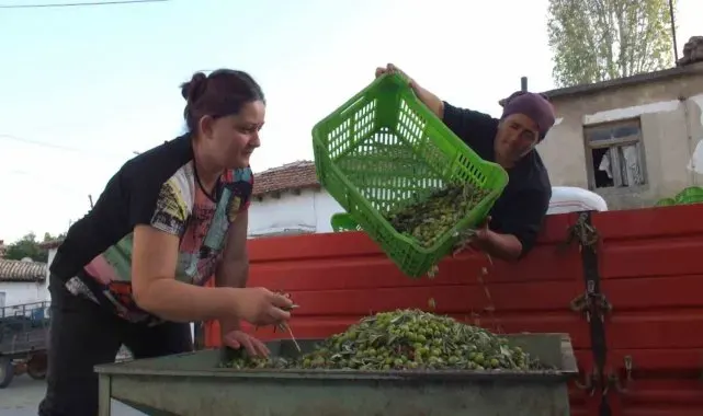 Balıkesir'de yeşil zeytin alımı başladı