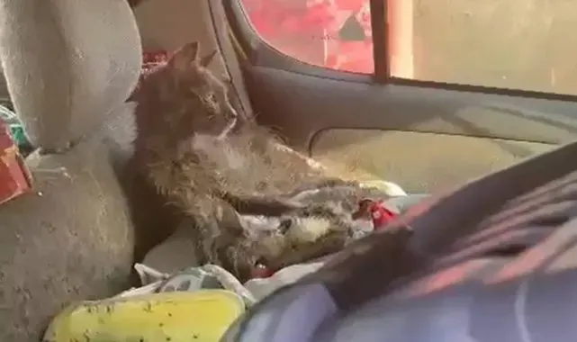 Söke'de 'hayvanlara kötü muamele' iddiası