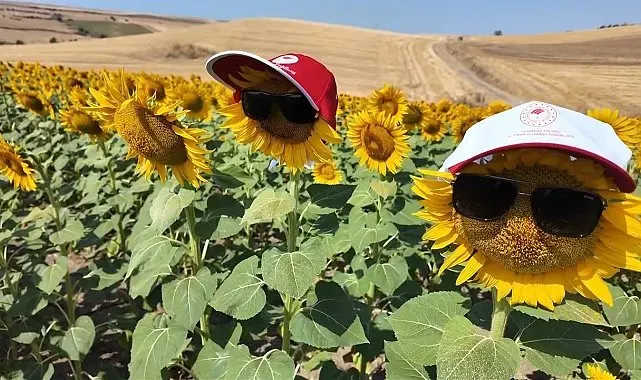 Tekirdağ'ın sarı tarlalarında bereketin sırrı arılarda
