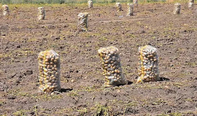 Patates üretiminde Türkiye'nin lokomotiflerinden Sandıklı'da hasat dönemi başladı