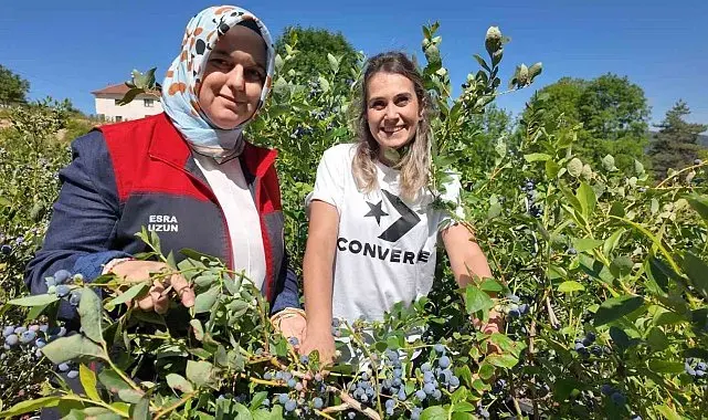 Düzce'de yaban mersini üretimi yaygınlaşıyor