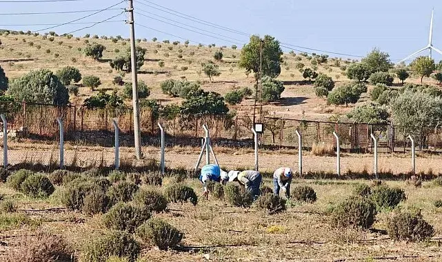 Didim Belediyesi yeşil alanlar için kendi bitkisini üretiyor