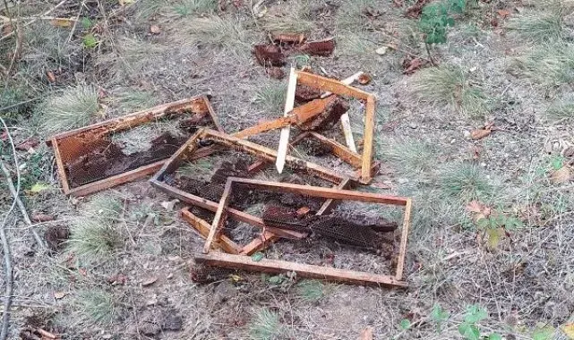 Çankırı'da köye inen ayı, arı kovanlarını parçaladı