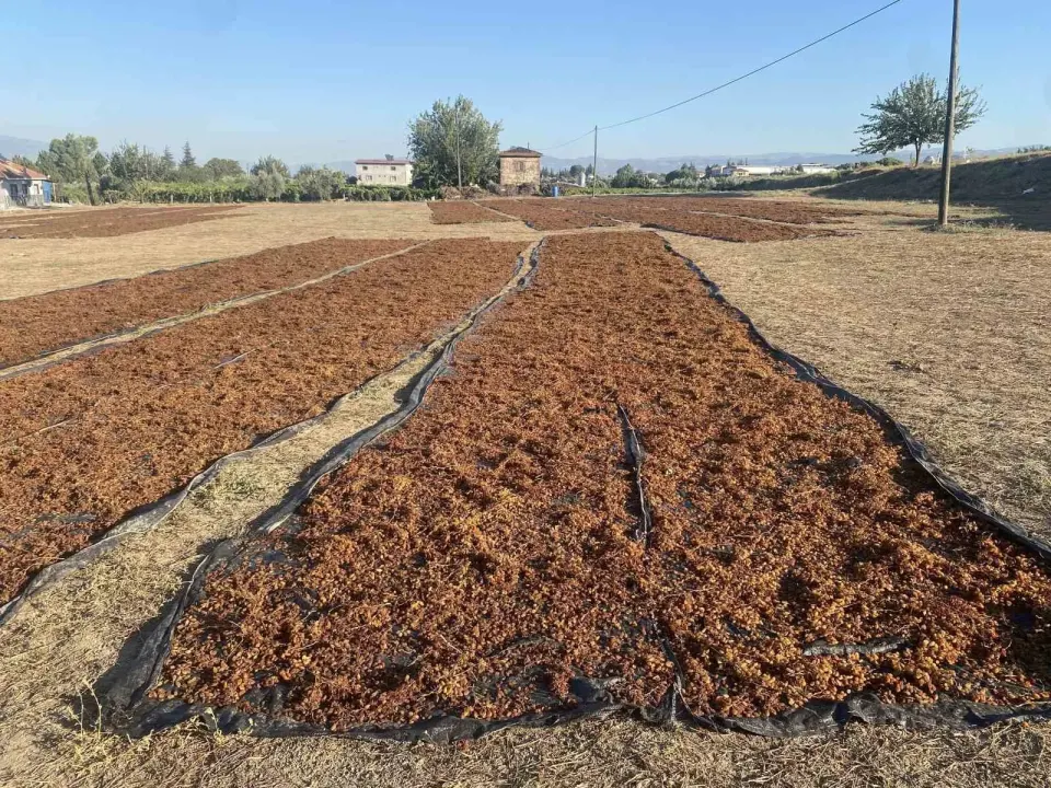 TMO’nun kuru üzüm alımı çiftçiyi rahatlattı