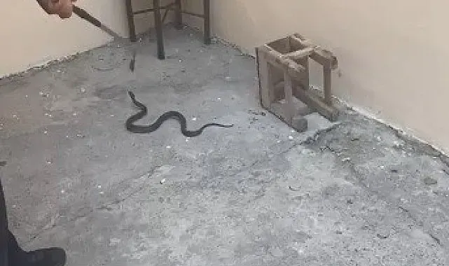 Kars'ta evin bahçesine giren yılan itfaiyeyi harekete geçirdi