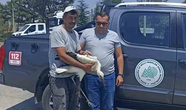 Yaralı leylek koruma altına alındı