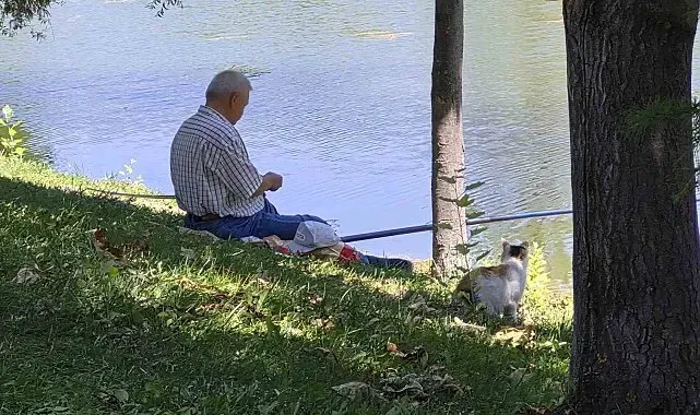 Akıllı sokak kedisi balık tutan adamın başından ayrılmadı
