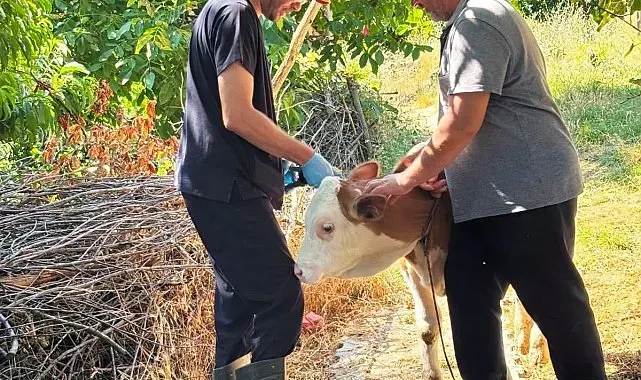 Şaphane'de büyükbaş hayvanlara kimliklendirme çalışması