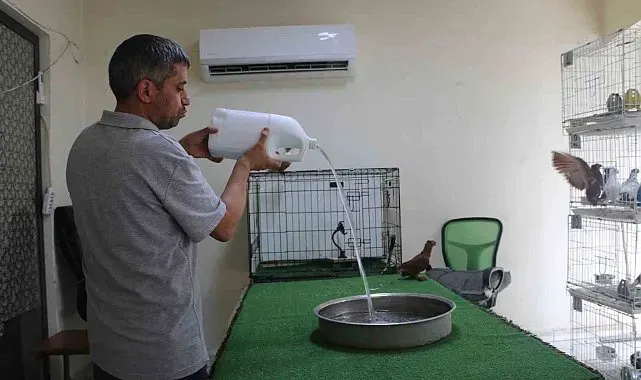 Diyarbakır'ın kavurucu sıcağında binlerce liralık güvercinlere "klimalı" ve "havuzlu" konfor