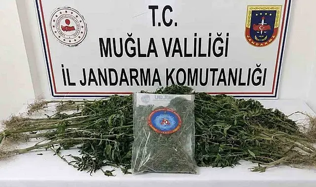 Muğla Jandarmasından uyuşturucu tacirlerine operasyon: 33 tutuklama