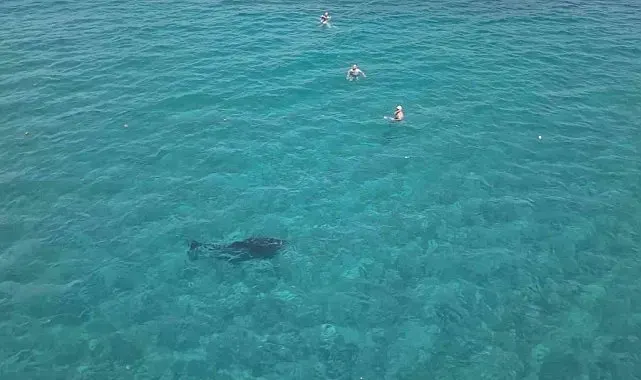 Alanya'da kıyıya yaklaşan yunus turistlerle yüzdü