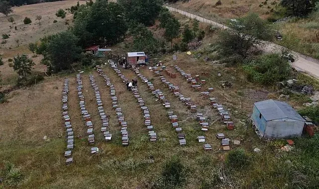 Arıcılıkta yapay zeka dönemi