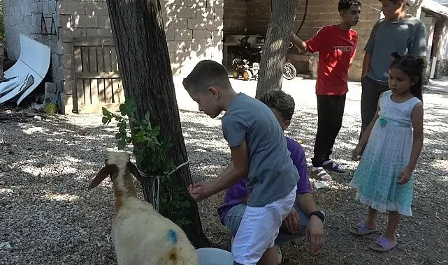 Tavukları telef olan 9 yaşındaki Erolcan'ın çiftlik hayali iki kuzuyla yeniden yeşerdi