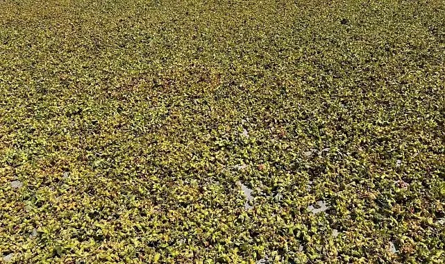 Batı Karadeniz'de fındık harmana indi