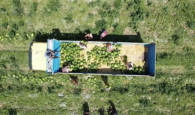 34 derece sıcakta karpuz hasadı: Yoğun mesai dron kamerasına yansıdı