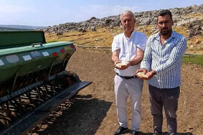 Araban Sarımsağında Zambak Anaç Tohum Dönemi Başladı