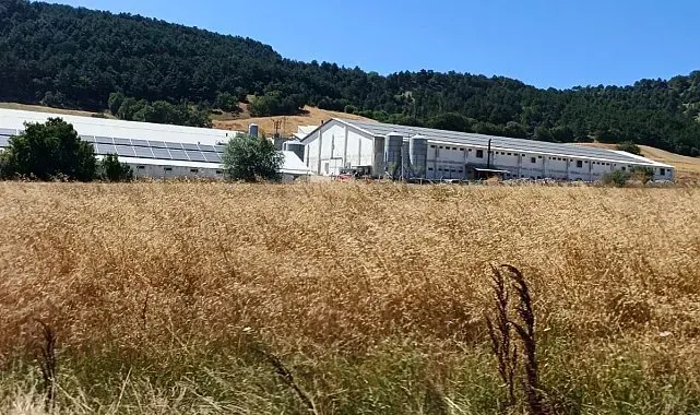 Bolu'da hindi çiftliğinde korkutan yangın: Facianın eşiğinden dönüldü