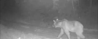 Çankırı Ormanlarında Yiyecek Arayan Ayı Fotokapana Yakalandı