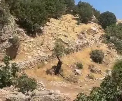Diyarbakır Çermik'te Nesli Tehlikedeki Yaban Keçileri Sürü Halinde Görüntülendi