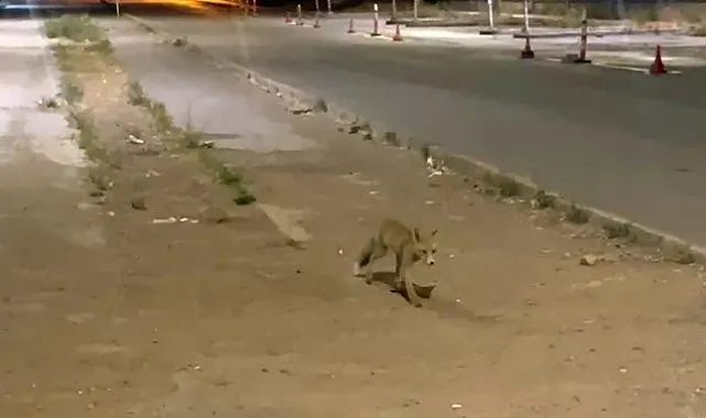 Sivas'ta kokoreçcinin müdavimi tilki, bazen orada yiyor bazen de 'paket yaptırıyor'