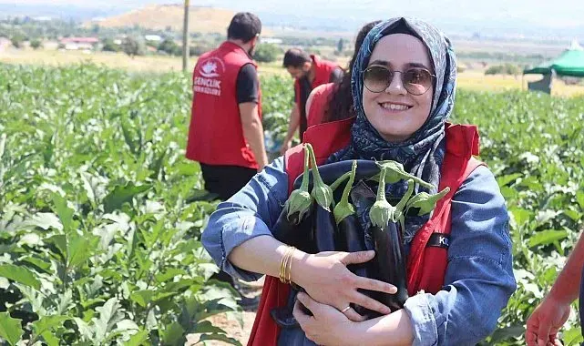 Gençlik merkezi gönüllüleri patlıcan hasadına katıldı