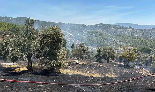 Milas'ta ziraat alanı yangını büyümeden söndürüldü