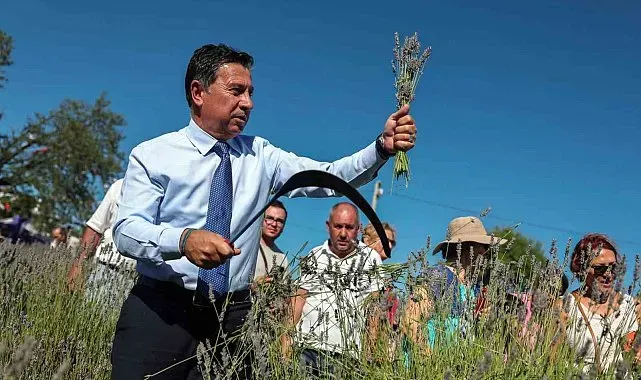 Koku Vadisinde Lavanta hasadı