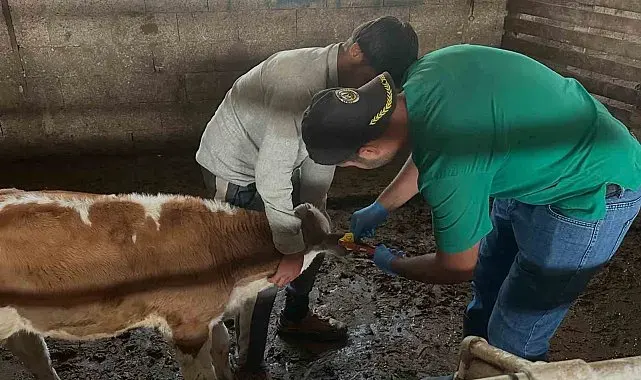 Aydıntepe'de ikinci tur buzağı küpeleme ve aşılama çalışmaları tamamlandı