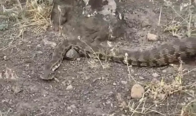 Iğdır'da yerleşim alanına giren koca engerek doğaya salındı
