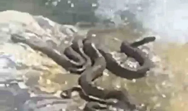 Sıcaktan bunalan yılanlar su kenarında serinledi