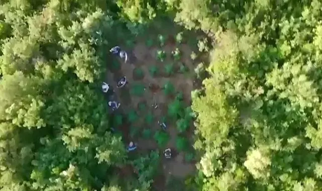 Ormana kenevir bahçesi kuran zehir taciri yakayı ele verdi