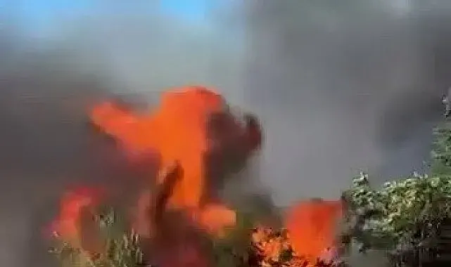 Anız yangını ağaçlara sıçramadan söndürüldü